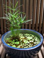 راهنمای نگهداری و پرورش گیاهان آپارتمانی - نخل مرداب
